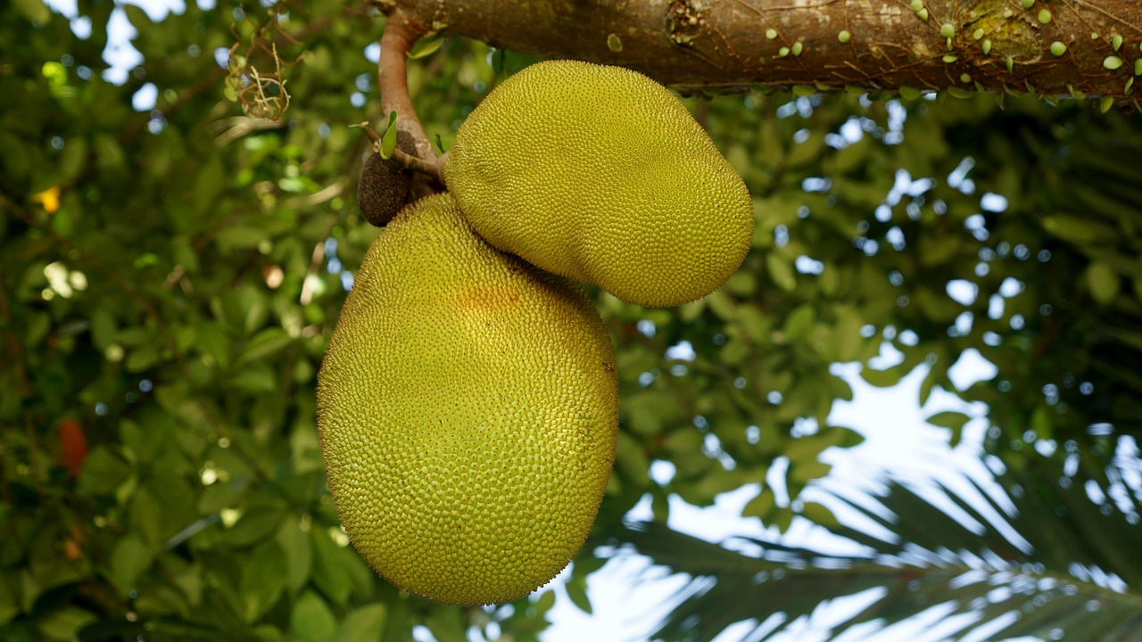 NANGKA